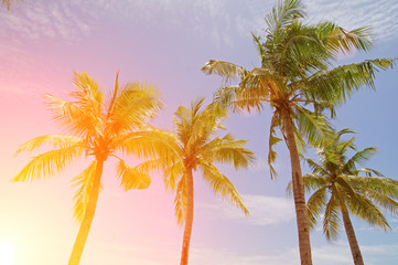 Palm trees on sky background