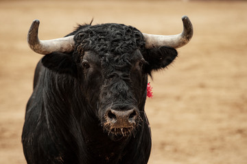 Toro en la plaza sobre el albero durante la corrida
