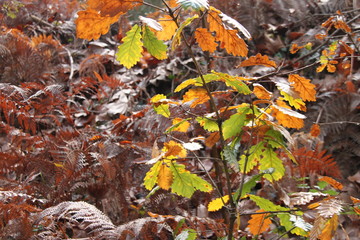 Vegetation in autumn with brown leaves and ocher