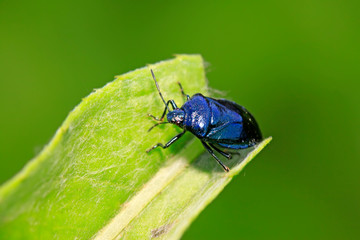 Zicrona caerulea on plant