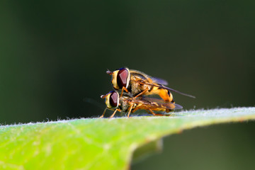 Syrphidae on plant