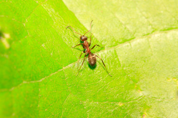 Formica fusca on plant