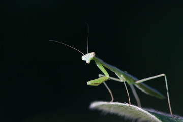 Mantis larvae on plant