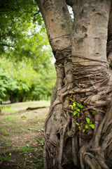 Ancient tree trunk in a park