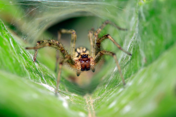 spider on plant