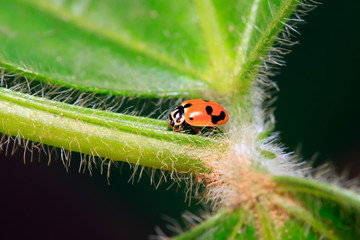 Hippodamia variegata on plant