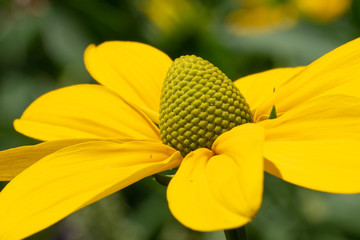 Shiny Coneflower, Rudbeckia nitida