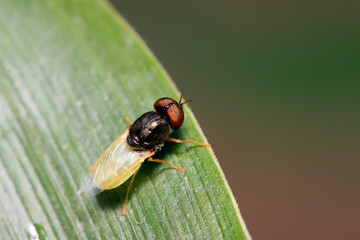 insects on plant
