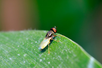 insects on plant