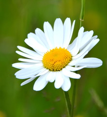 Obraz premium Margerite - Margeriten - Sommerblume