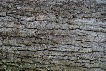 Texture of the bark of an oak tree
