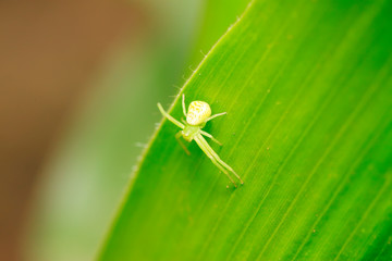 crab spider on plant