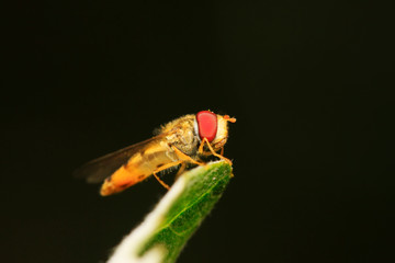 Syrphidae on plant