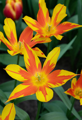 Tulip, Tulipa