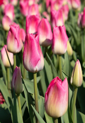 Tulip, Tulipa