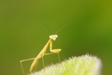 Mantis larvae on plant