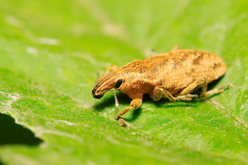 weevil on plant