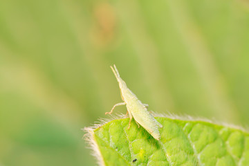 Atractomorpha sinensis Bolvar on plant