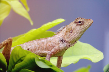 Chameleon Asia on the tree