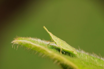Atractomorpha sinensis Bolvar on plant