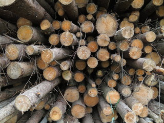 Background of felled trees piled in heaps