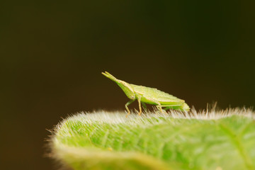 Atractomorpha sinensis Bolvar on plant