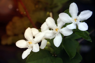 Apocynaceae flower