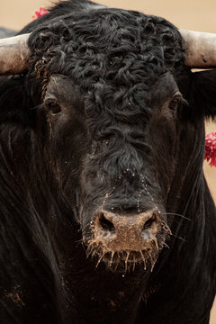 Primer plano vertical de toro en la plaza sobre el albero durante la corrida