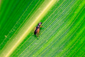 Platystomatidae on plant