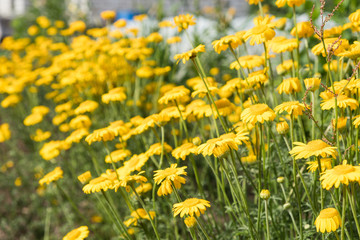 Garden flowers in the garden beds. Summer, evening, garden near the house.