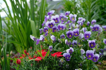 Garden flowers in the garden beds. Summer, evening, garden near the house.