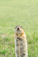 Naklejka na ściany i meble vertical photo of a gopher who looks puzzled and confused