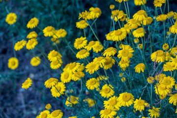 Garden flowers in the garden beds. Summer, evening, garden near the house.