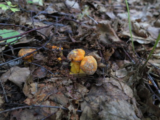 Mushrooms chanterelles covered with mold