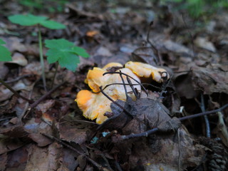 Chanterelle mushrooms growing in the leaves of the forest