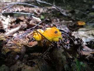 Orange mushrooms chanterelles close-up in the forest
