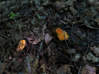 Chanterelle mushrooms growing in the leaves of the forest