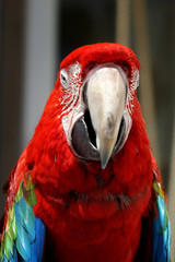 Kopfportrait eines Papagei der in die Kamera blickt