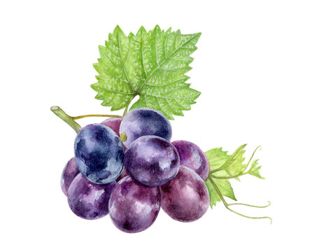 Grape watercolor had drawn illistration isolated on white.