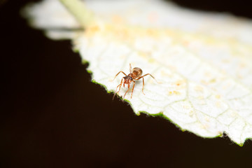 Formica fusca on plant