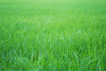 Fototapeta premium Close up image of rice field in green season