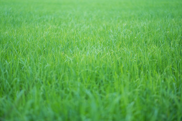 Close up image of rice field in green season