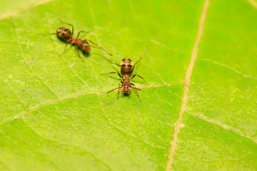 Formica fusca on plant