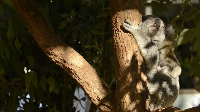 Cute Australian mother Koala with her joey in a tree resting during the day.