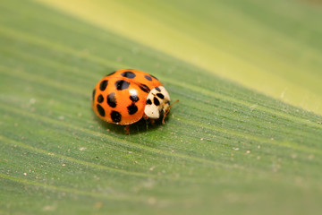 Harmonia axyridis on plant