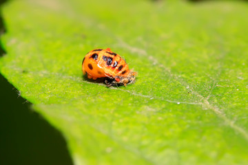 Harmonia axyridis on plant