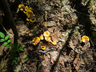Chanterelle mushrooms growing in the leaves of the forest