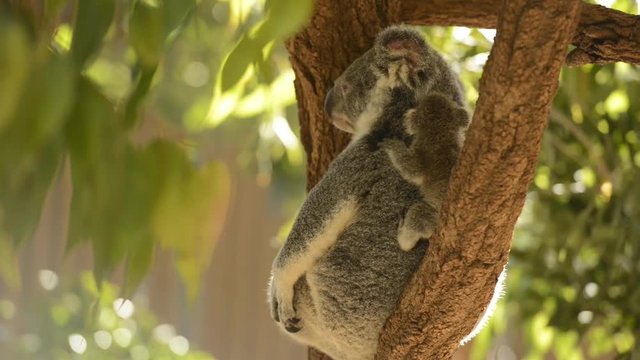 Cute Australian mother Koala with her joey in a tree resting during the day.