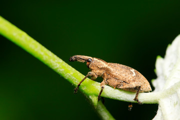 weevil on plant