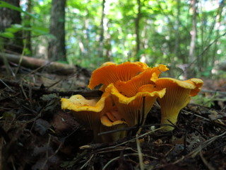 Chanterelle mushrooms growing in the leaves of the forest
